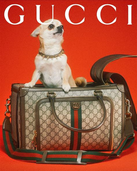 Gucci dog